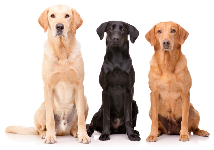 3 Labrador und ihre fellfarbe