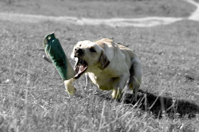 Apportieren lastet den Hund aus körperlich und geistig