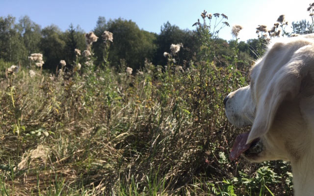 Markierung aus der Sicht vom Hund Markierung aus der Sicht vom Hund
