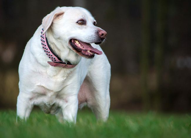 beitrag zucht labradorshow