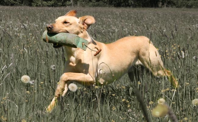 Garvin of Dukefield beim Apportrieren Apport, retrieve, dummyarbeit, apportieren