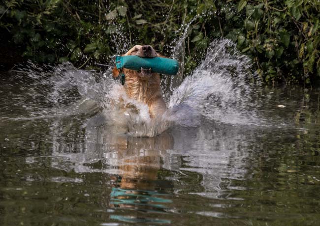 apportieren am Wasser apportieren am Wasser