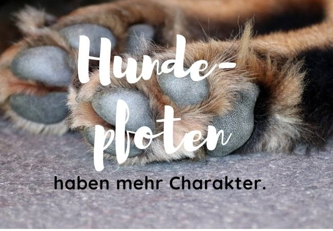 Hundepfoten und ihre Aussage