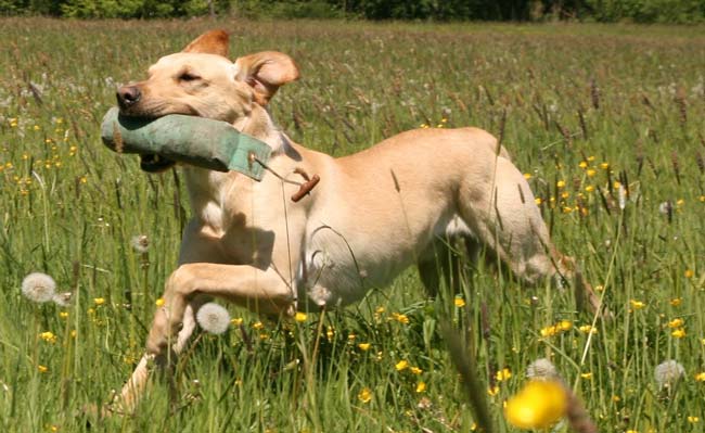 Garvin of Dukefield beim Apport