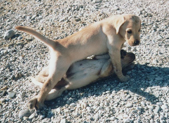 Welpenspielstunden Gomez mit Labradorfreundin Welpenspielstunden Gomez mit Labradorfreundin