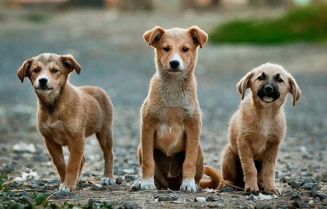 Zucht, ist der Mischlingshund der gesündere Hund