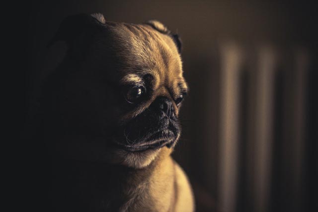 Verlierer jeder Zuchtregel der Mops, Qualzucht