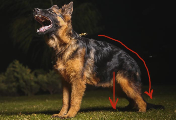 Deutscher Schäferhund Junghund, Foto: unsplash
