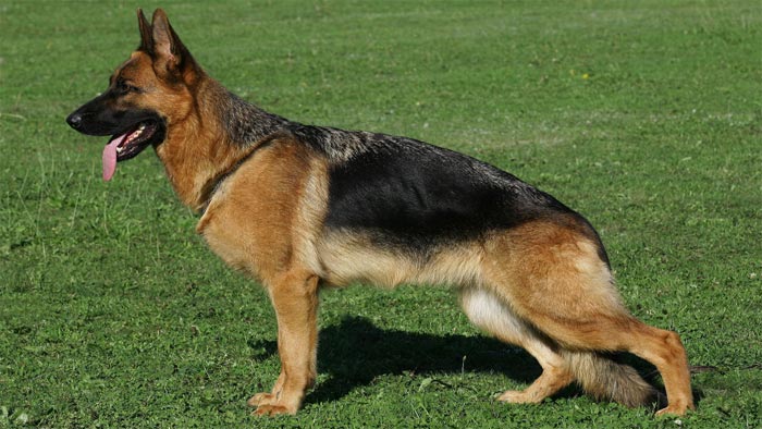 dt Schaeferhund mit stark abfallenden Hüften
