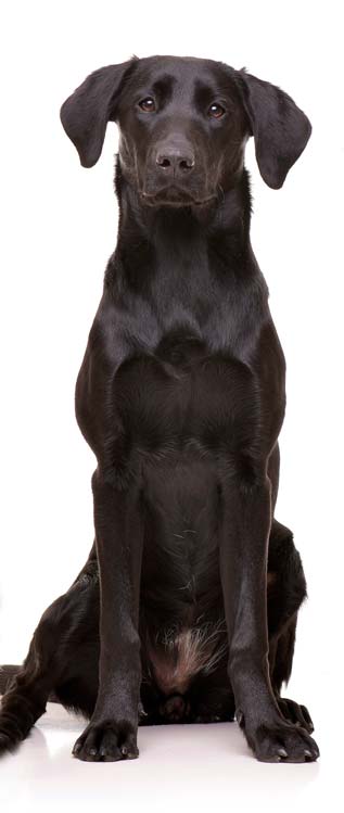 Field Trial Labrador