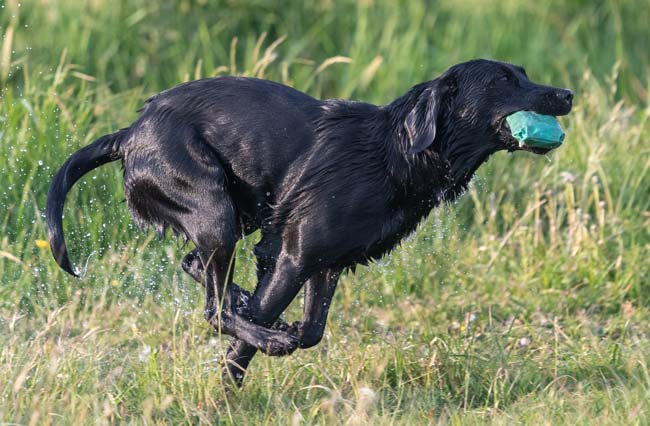 ft labrador mit dummy