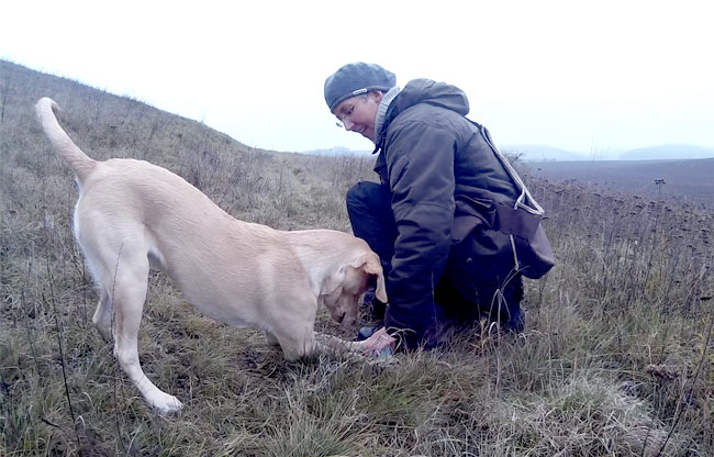 Bei-Fuß-Gehen an der Leine muss geübt werden, hier Spielen mit dem Hund Bei-Fuß-Gehen an der Leine muss geübt werden, hier Spielen mit dem Hund