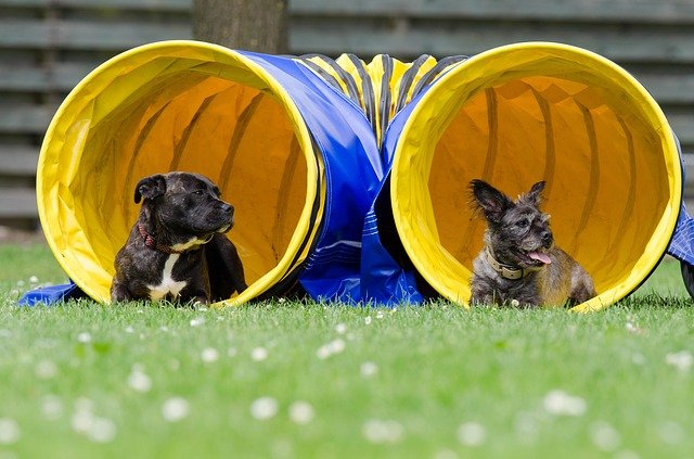 Hundeschulen Trainingsinhalte gleicht allen Hundeschulen