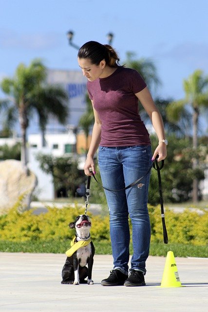 Hundetrainer|innen arbeiten einzeln