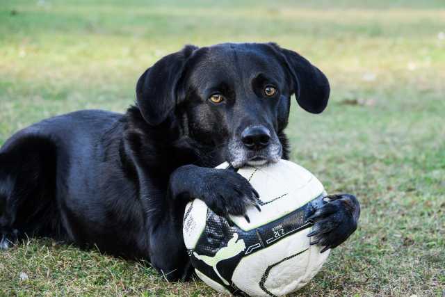 hat ein Hund Probleme ist es gut sich Hilfe zu suchen