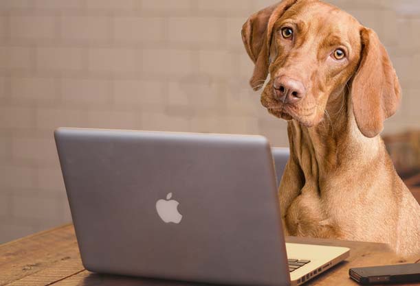 hund am pc