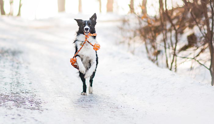 ein Hund der spielt