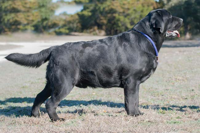 Show Labrador Rüde