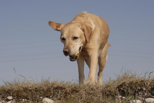 labrador gomez