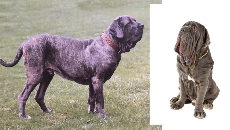MASTINO NAPOLETANO (C) STOCK.ADOBE.COM, ERIKLAM
