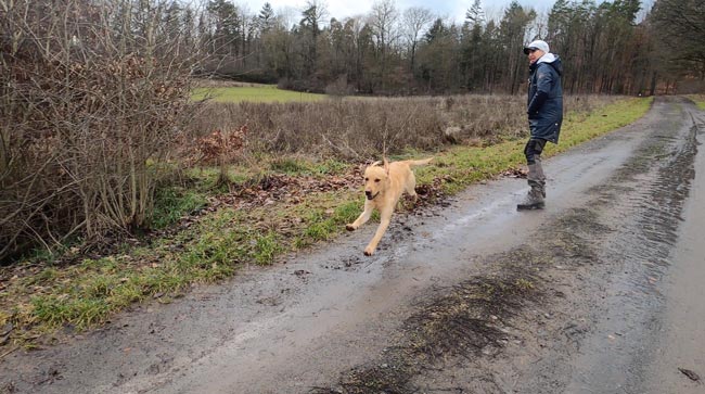 Parameter im Hundetraining Parameter im Hundetraining