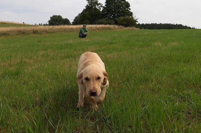 Hundetraining mit Parametern macht dich besser Trainieren mit Parametern