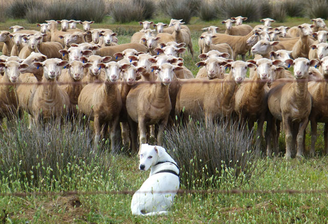 post hundsein010