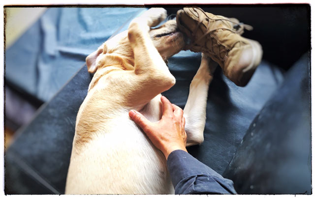 post hundsein02
