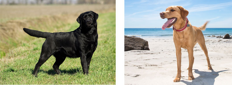 Showlabrador und FT Labrador