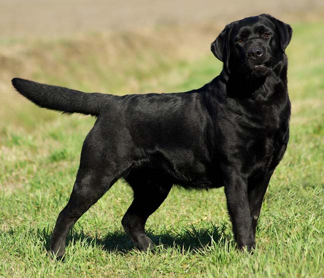 show-labrador black, © Ricant Images, stock.adobe.com show-labrador black, © Ricant Images, stock.adobe.com