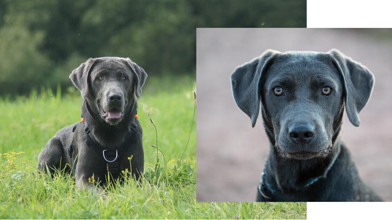 silberfarbenderlabrador