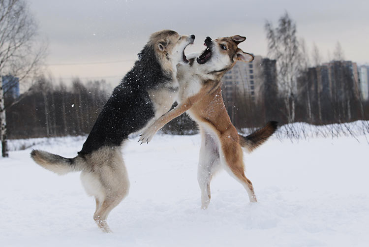 Hundekampf